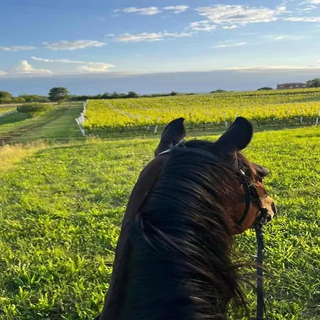 In Near Rabac Beaches Apartman