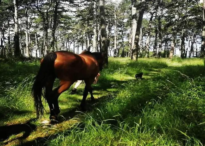 In Near Rabac Beaches *