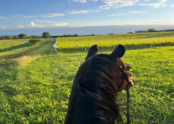 In Near Rabac Beaches Apartament